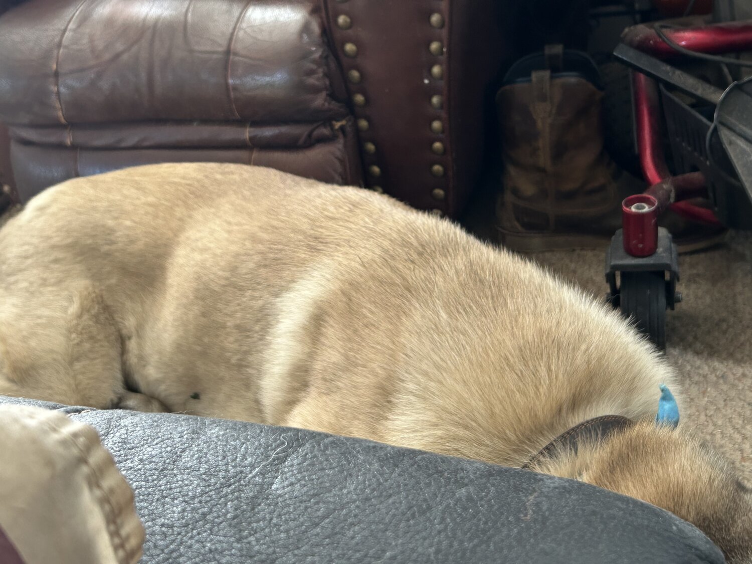 IMG_3442.jpeg
