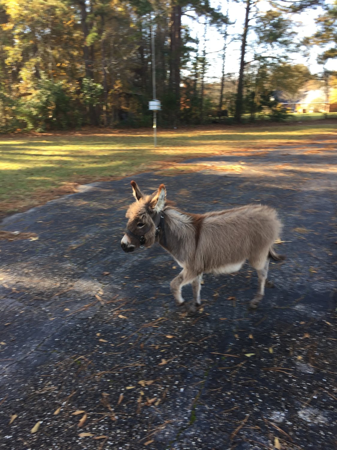 Why are my mini Donkey and mule chewing on everything? BackYardHerds