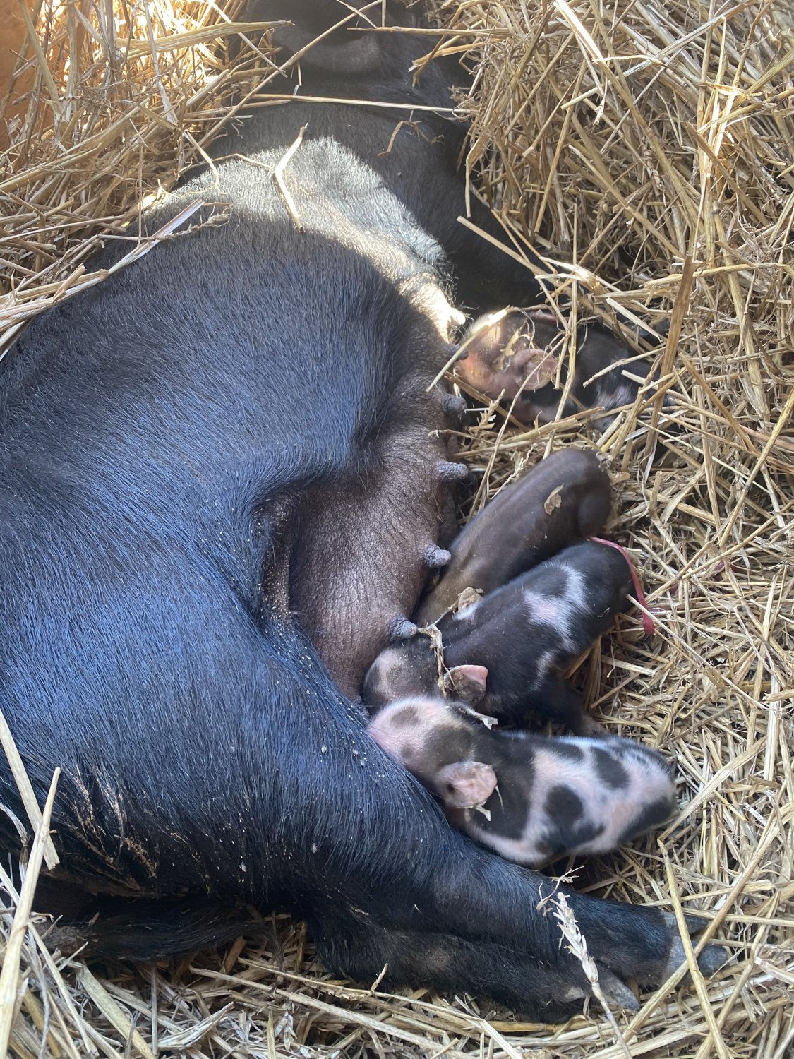 does-she-look-pregnant-page-2-backyardherds-goats-horses-sheep