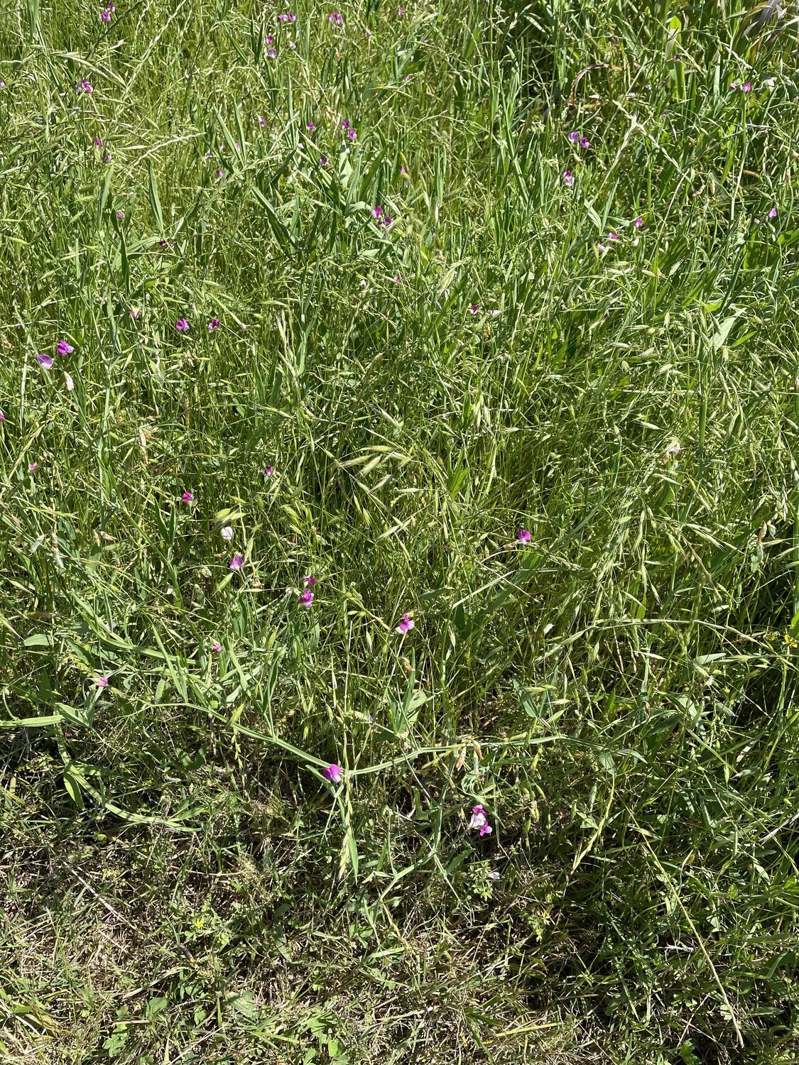 IMG_8707.jpeg