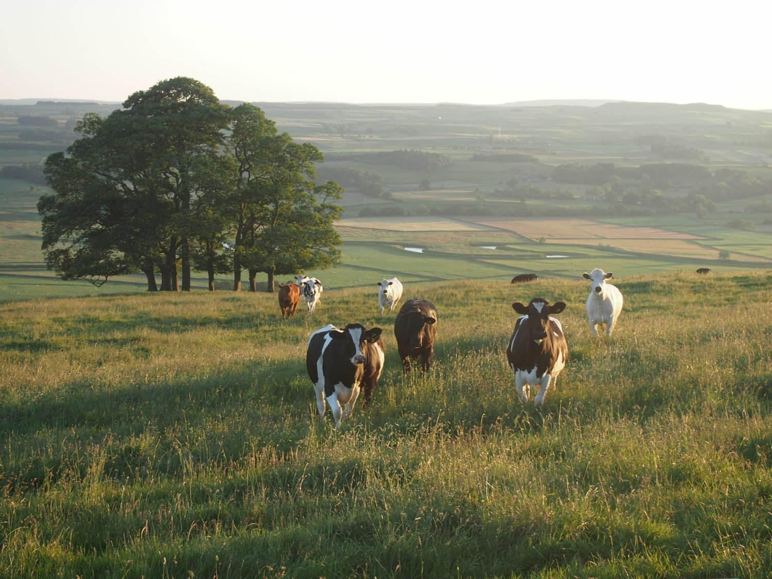 Tips For Choosing Trees for your Livestock Pasture