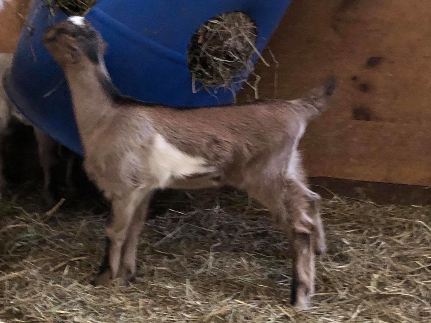 Jane Eyre BTA buckkid.jpg