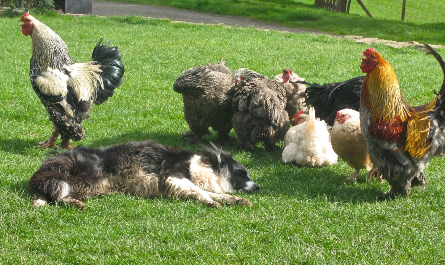 Jared and chickens.jpg