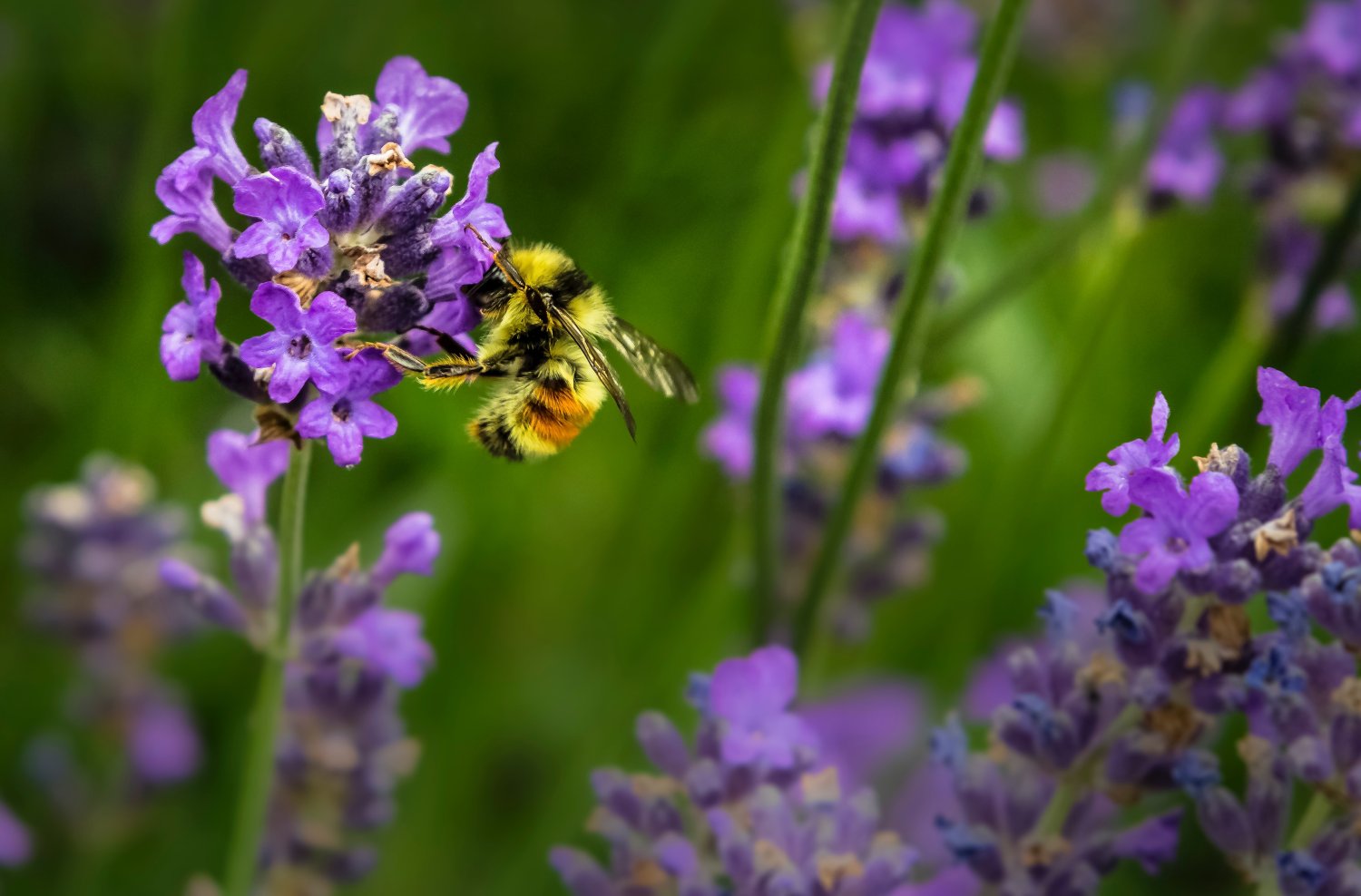 Planting a Bee Garden for Better Honey