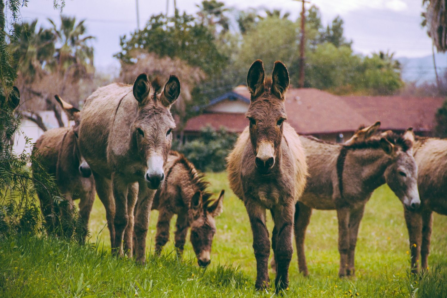 Keeping Donkeys: The Pros & Cons