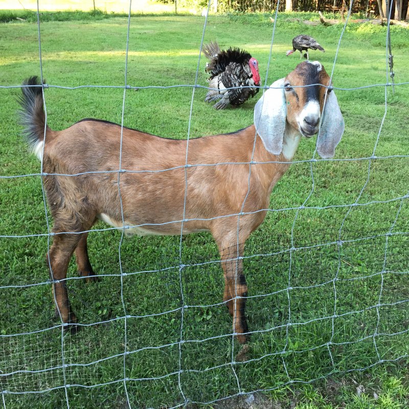 July 20,2016 Nubian Buckling 065.JPG