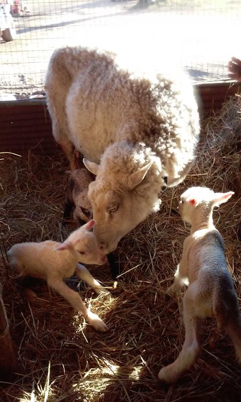 Kaarina and the babies at McE farm 3.jpg