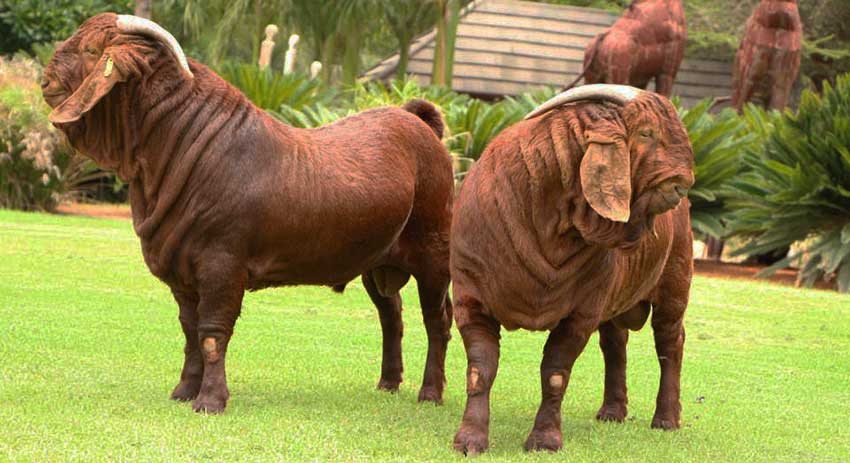 Kalahari Red breeds 3.jpg