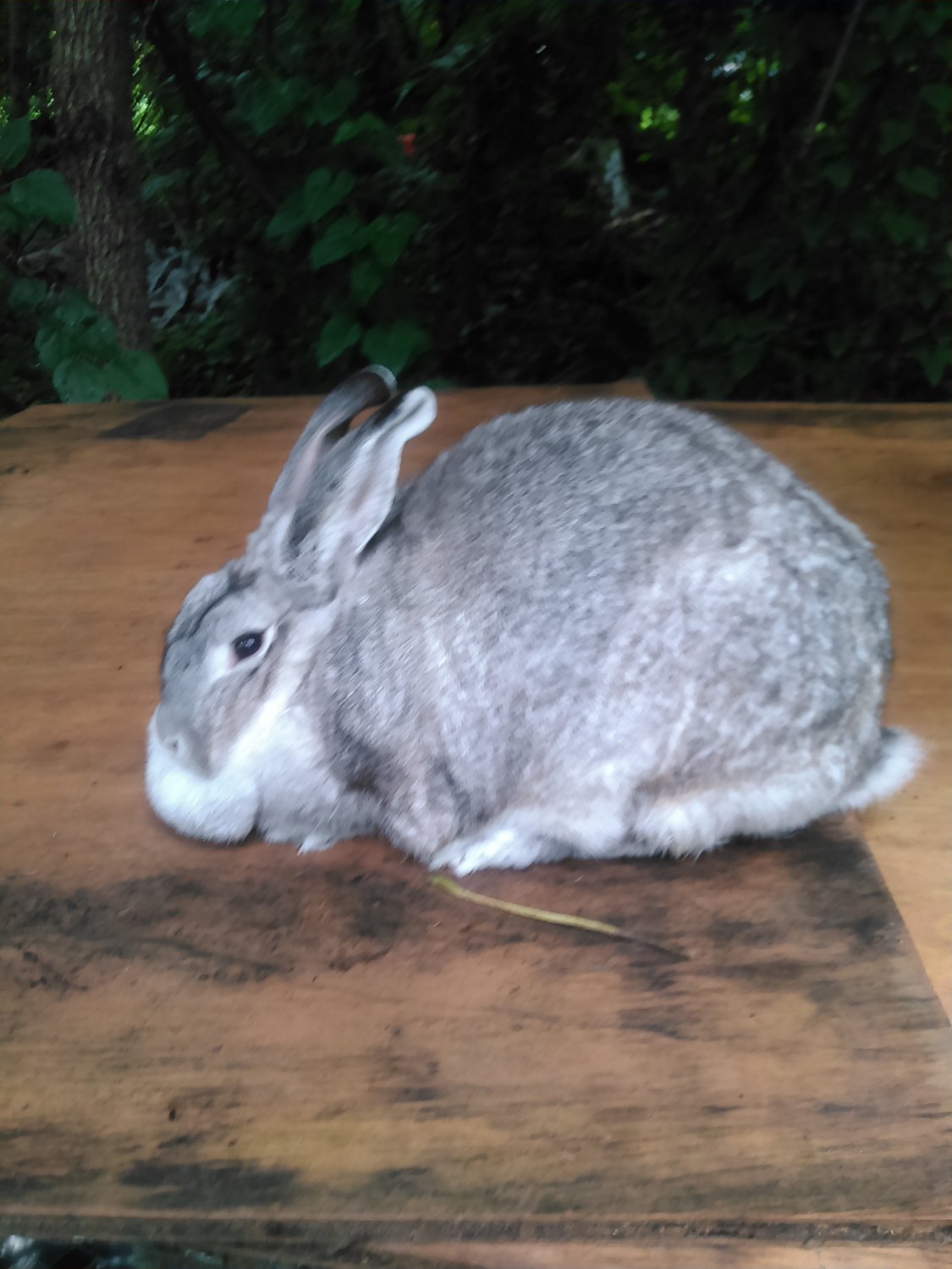 giant chinchilla rabbit