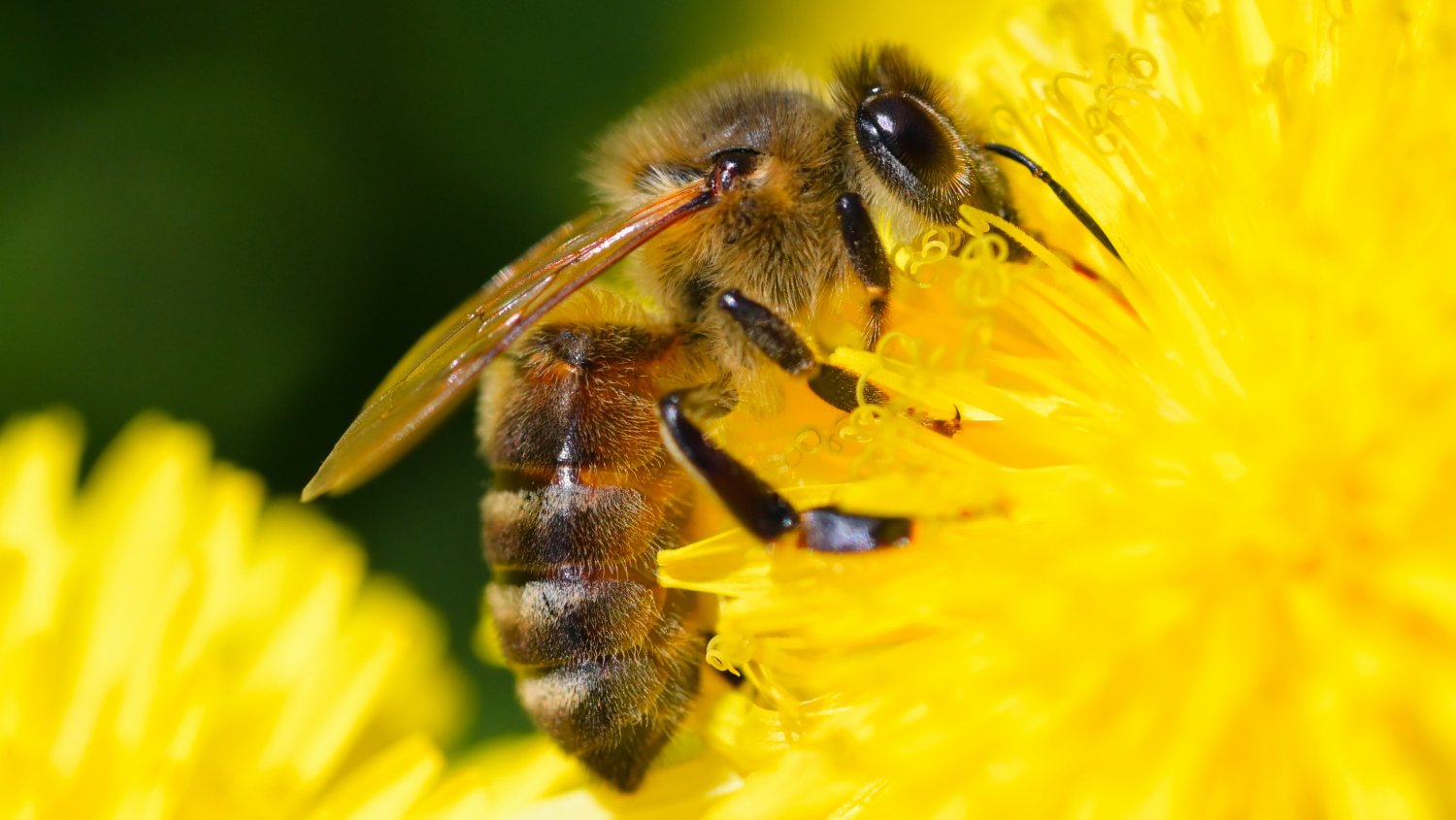 Planting a Bee Garden for Better Honey