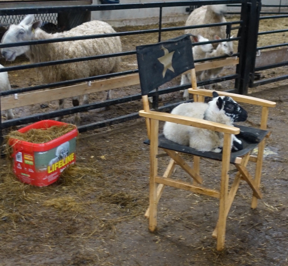 lamb on chair.jpg