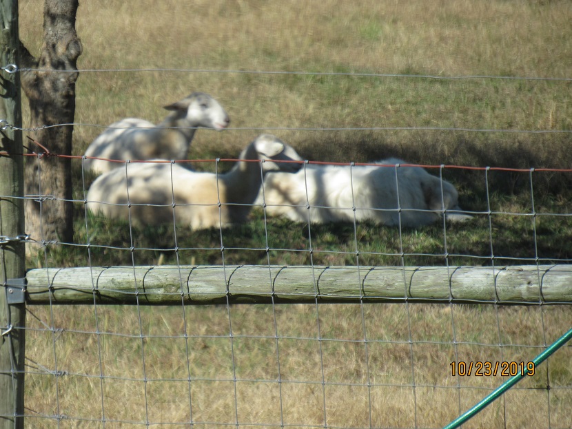 Lamb security 23 Oct 2019.JPG