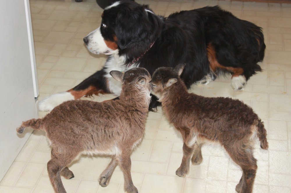 lambs against dori.jpg