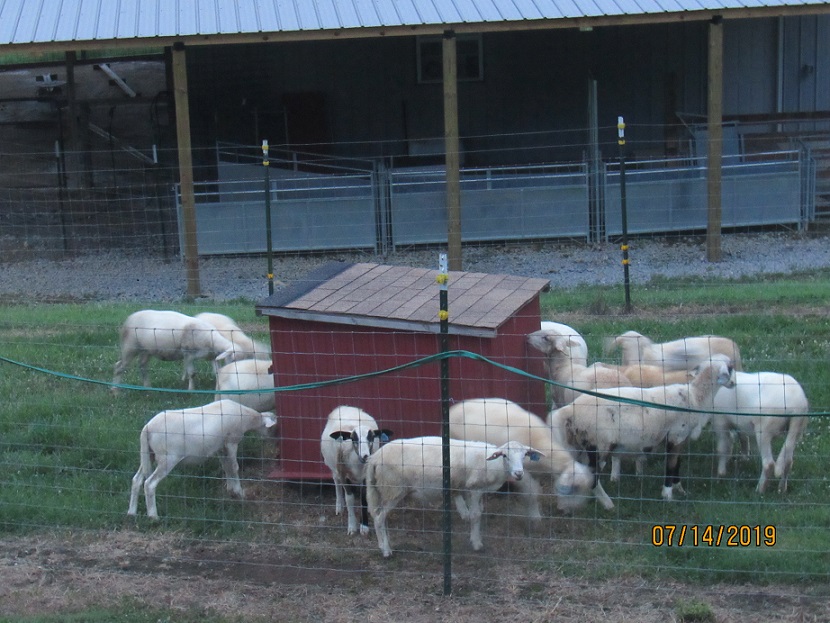 Lambs at dog house 14 July 2019.JPG