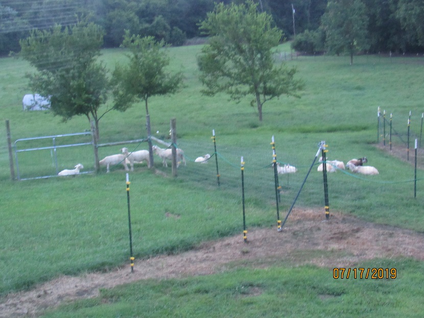 Lambs bedding down 17 July 2019.JPG