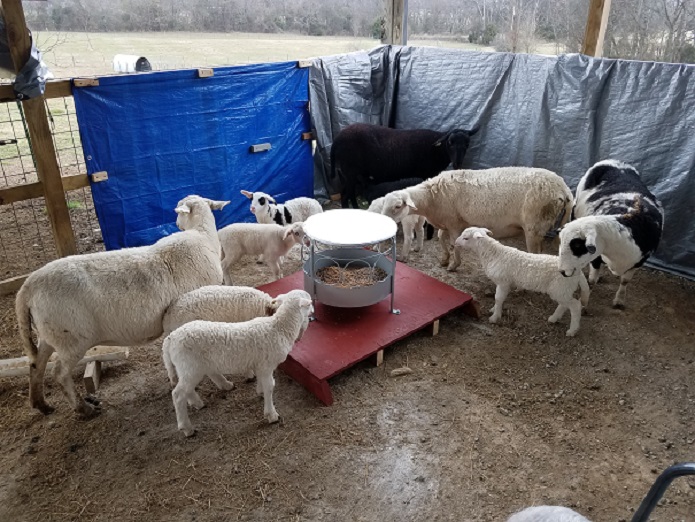 Lambs on creep feeder 5 Feb 2019.jpg