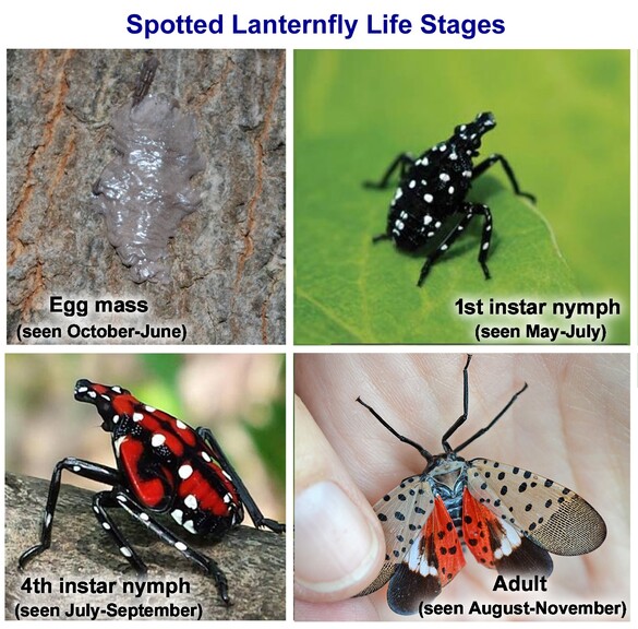 lanternfly_life_cyle.jpg