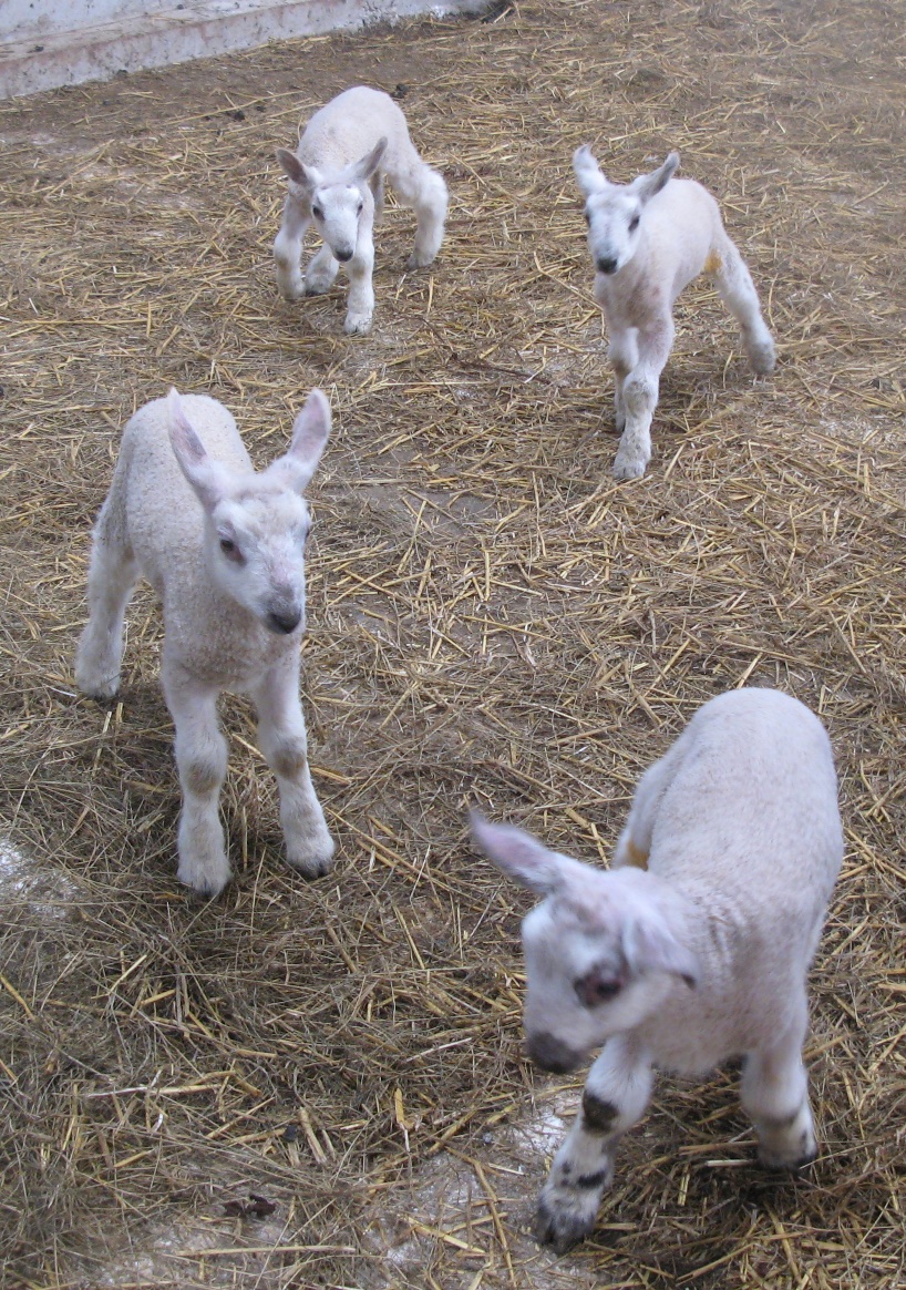 Leicester lambs.jpg