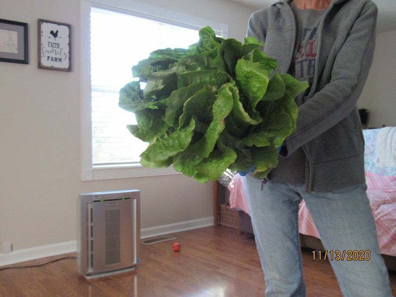 Lettuce 13 Nov 2020.JPG