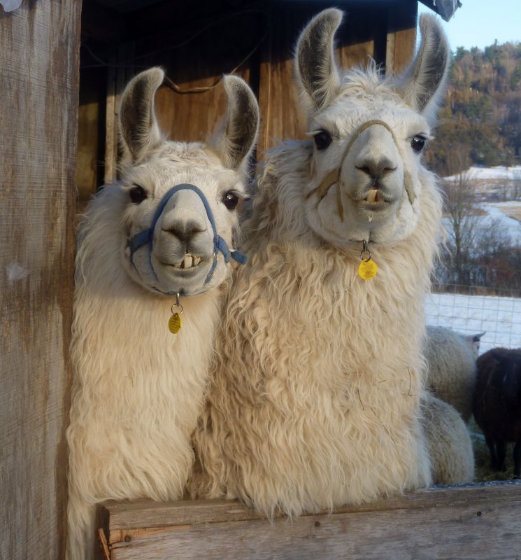 llamas2012-002.jpg