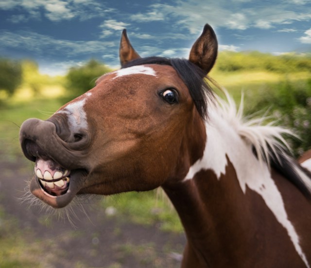 Taking Care of Your Horse: A Guide to Happy Hooves