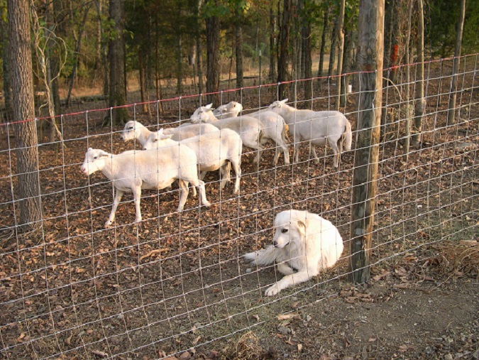 Maisy and flock 13 Nov2016.JPG