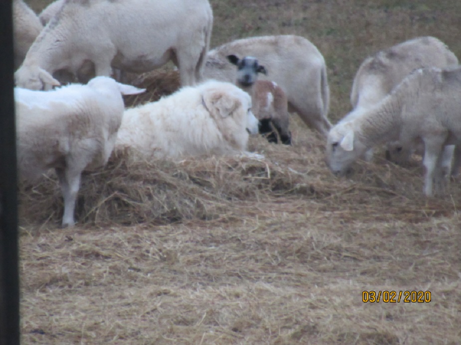 Maisy with lambs in the hay 2 Mar 2020.JPG