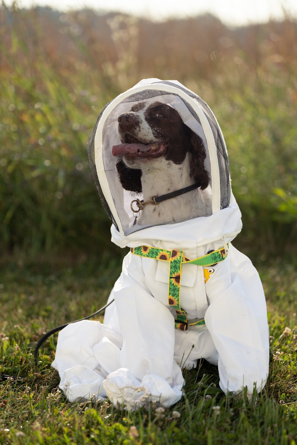 maple bee dog.jpg