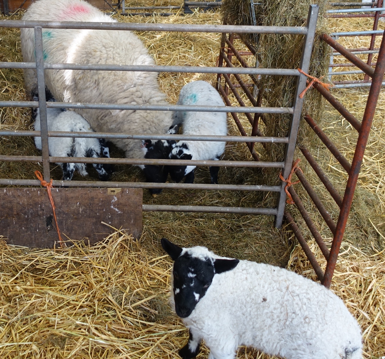 Mastitis ewe, slowroast.jpg