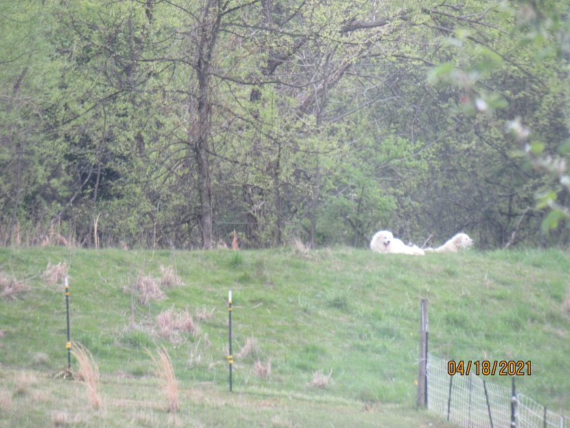 Mel and Maisy on the levee zoom 21 Apr 2021.JPG