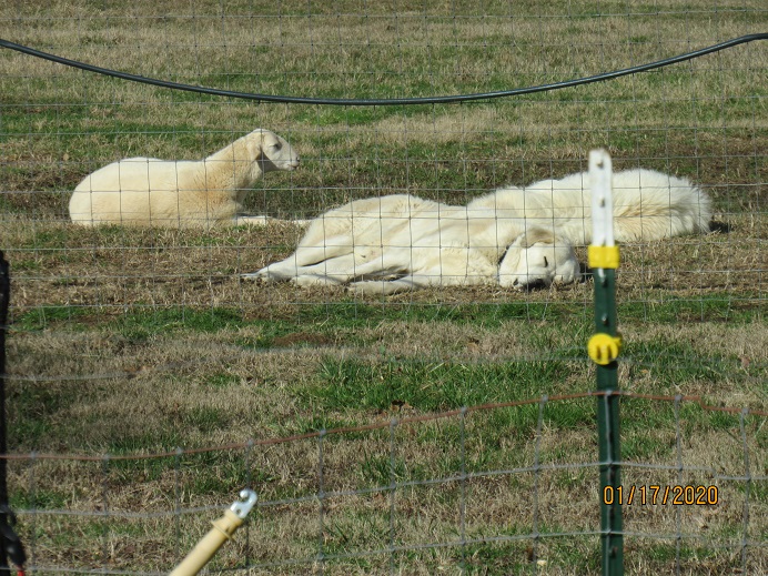 Mel Maisy and lambs2.JPG