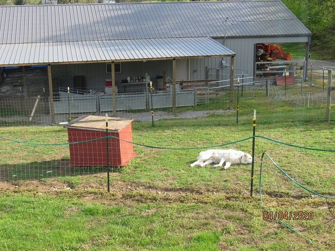 Mel2 4 4 2020 by dog house.JPG