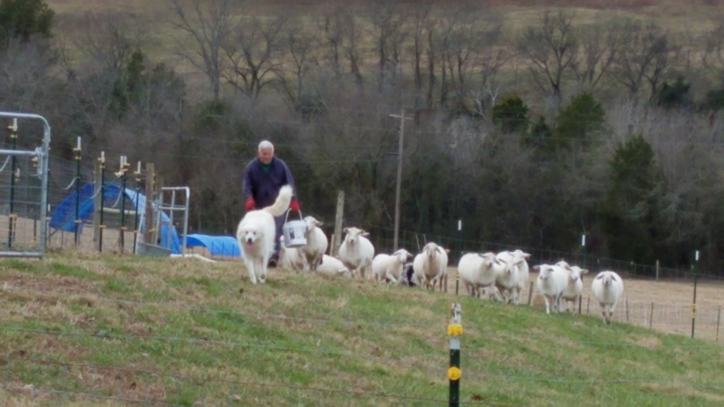 Mike and the sheep 13 Dec 2018.jpg