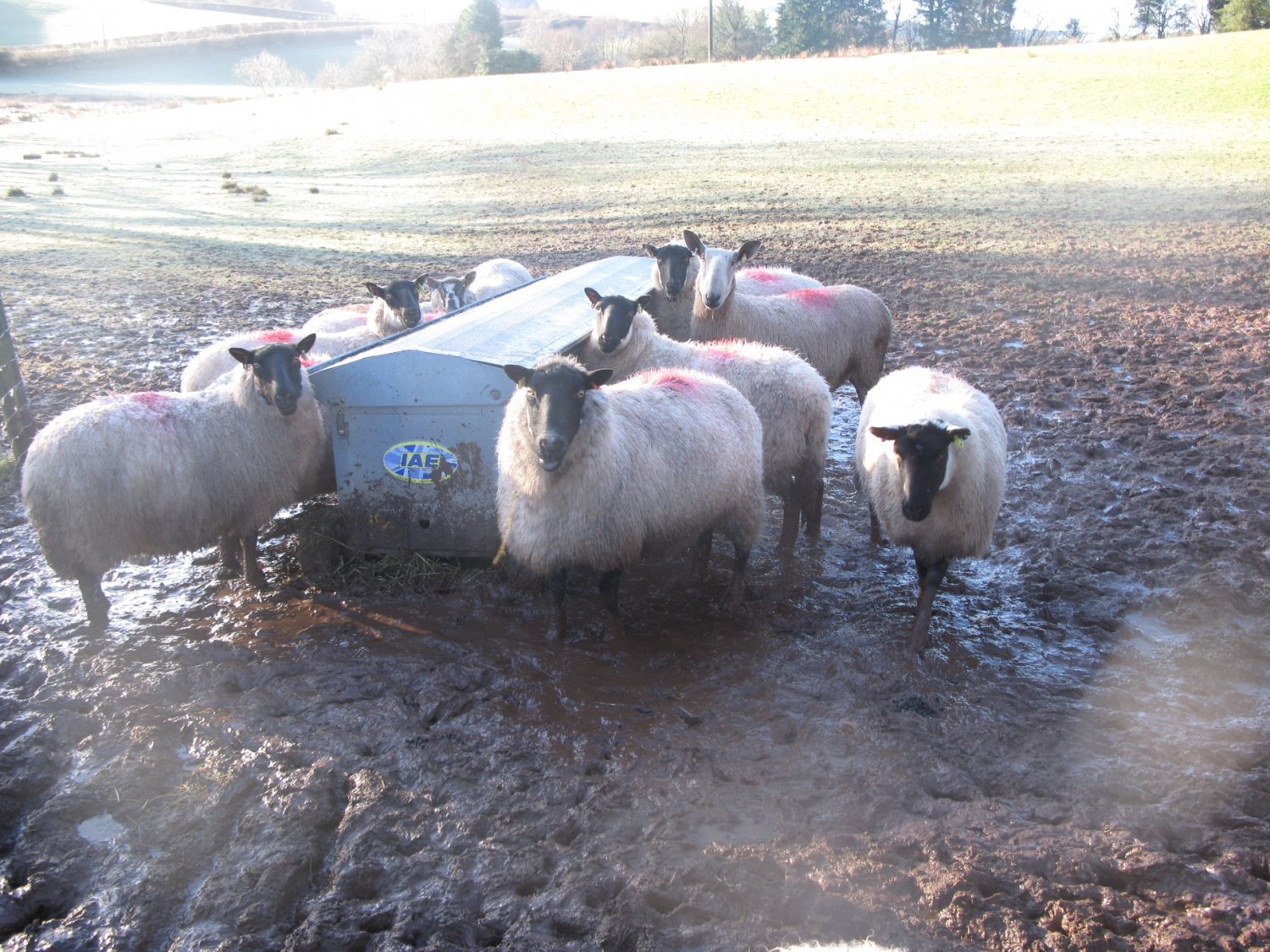 Mud and ewes 2.jpg