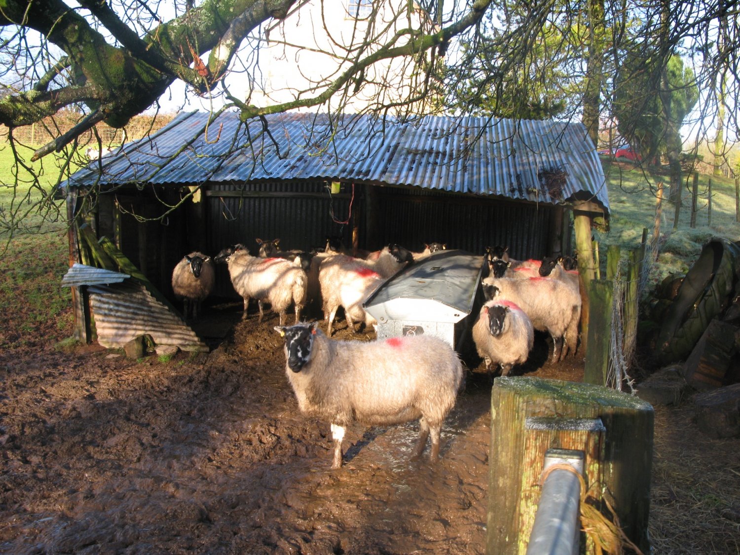 Mud and ewes 3.jpg