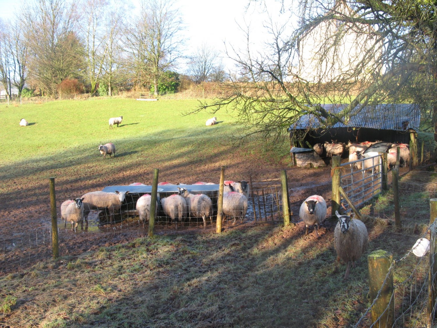 Mud and ewes 4.jpg