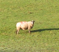 Mud and ewes 6.jpg