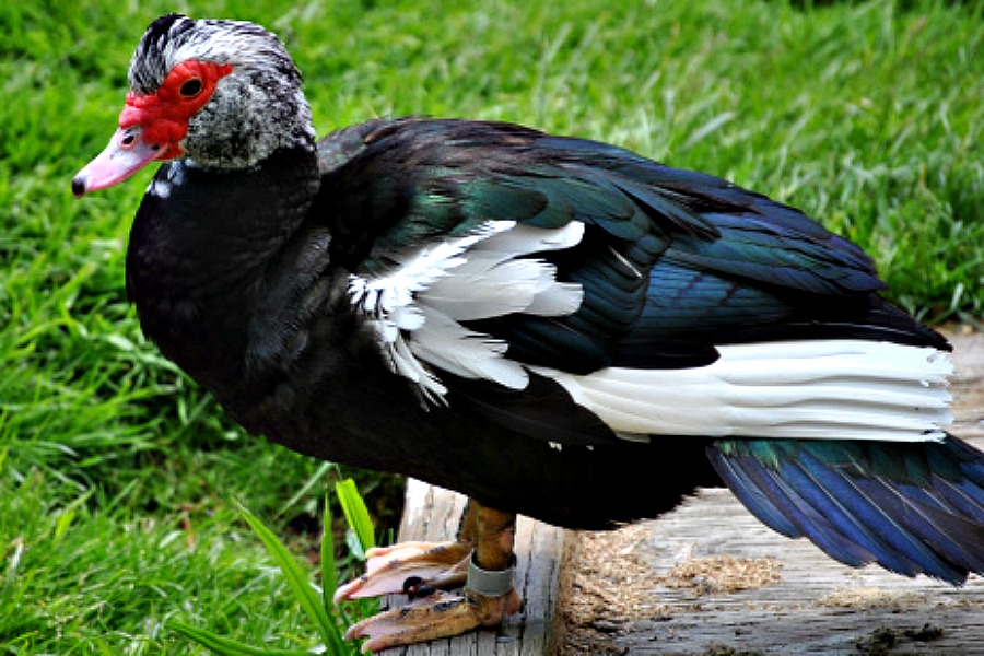 muscovy-duck-1.jpg