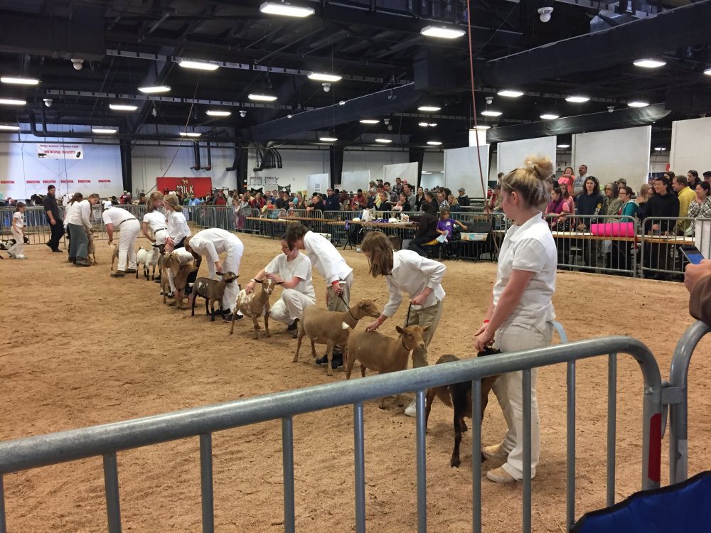 NC State Fair Octonber 2016 (17).JPG