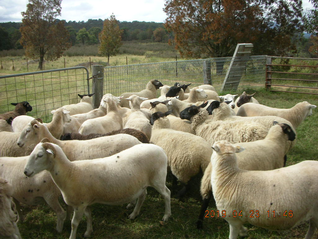 new ewes 002.JPG