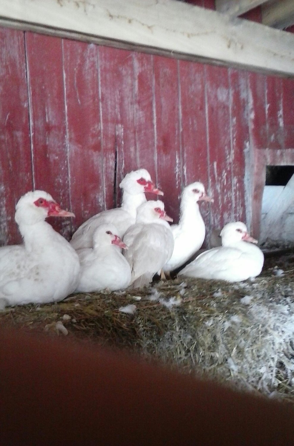 new muscovy hens.jpg