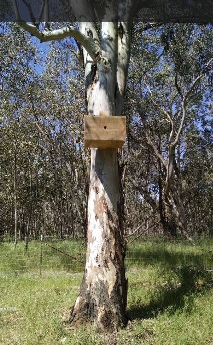 new swarm trap 2.JPG