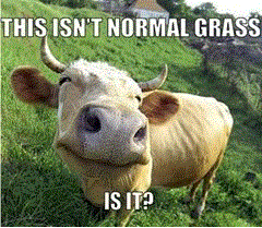 normal grass.gif