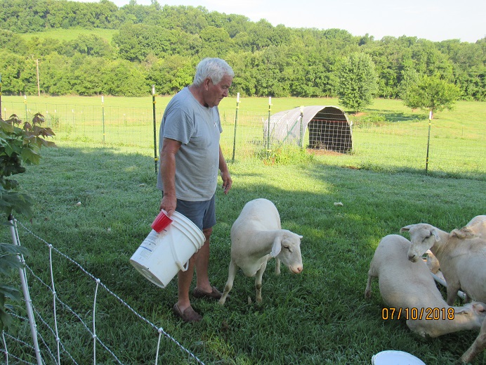 Notag feeding lamb 10 July 2018.JPG