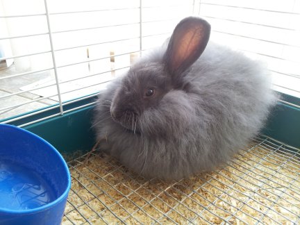 Olaf- Blue French Angora-4-2014.jpg