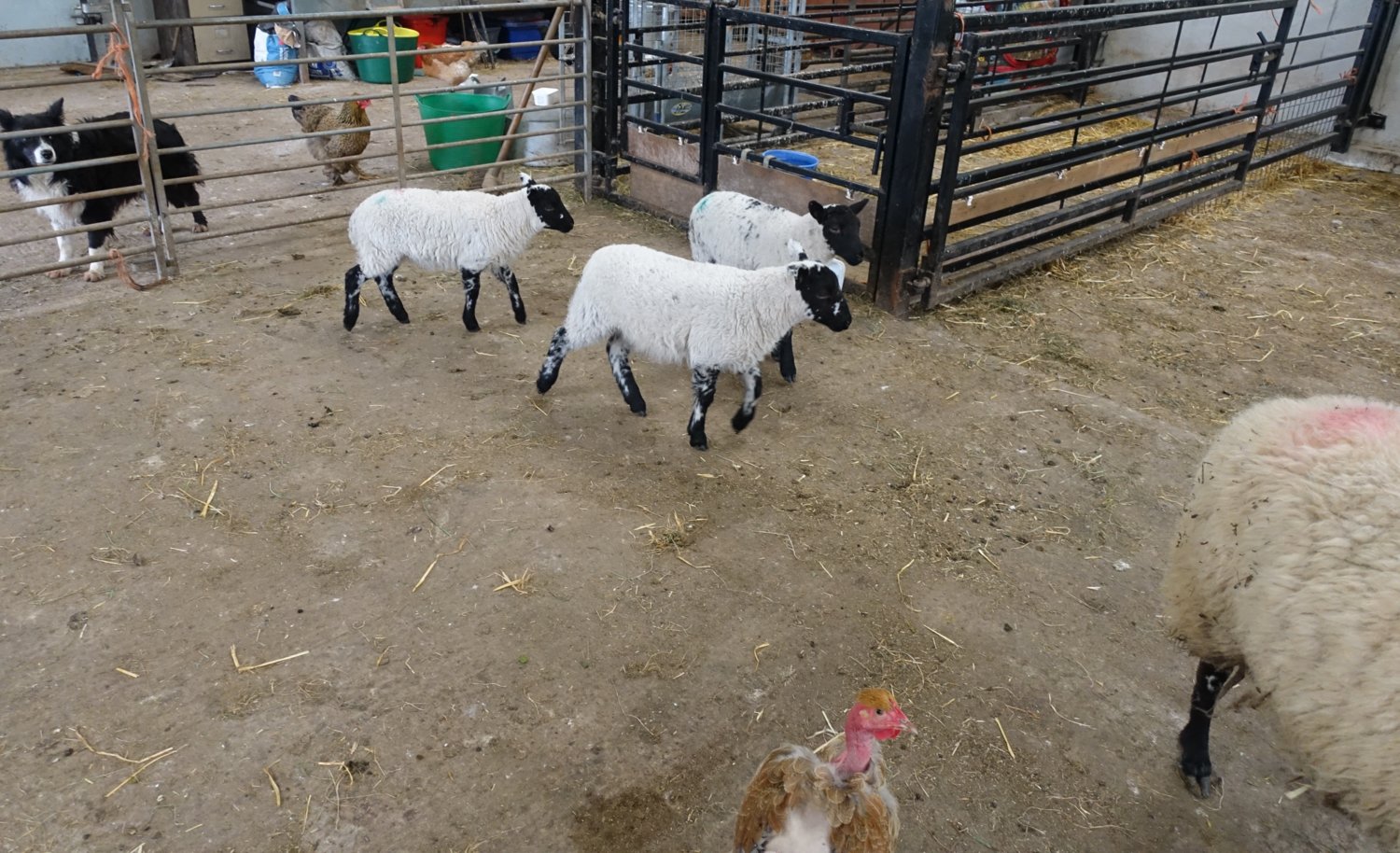 Old Girl and lambs.jpg