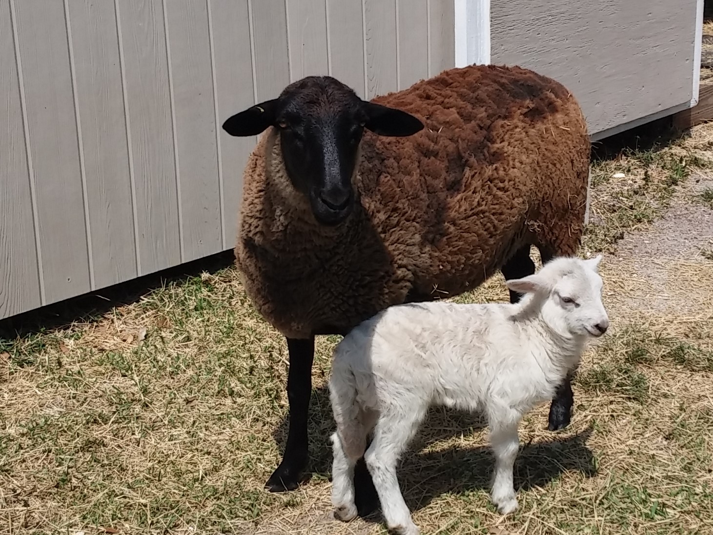 Ollie and mom.jpg