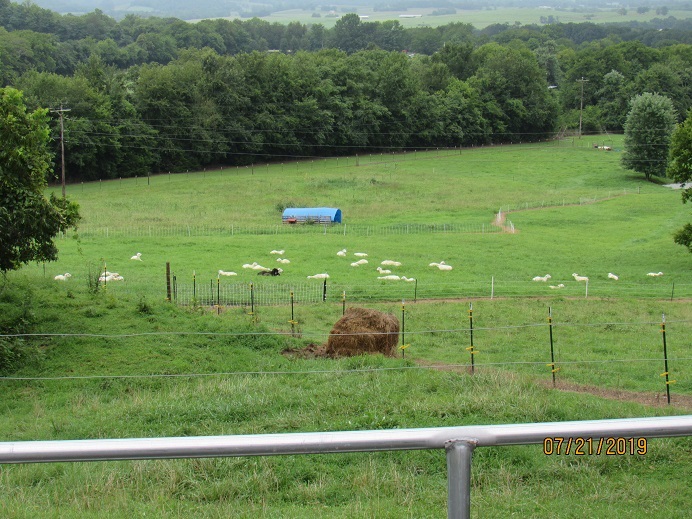 pasture with netting.jpg