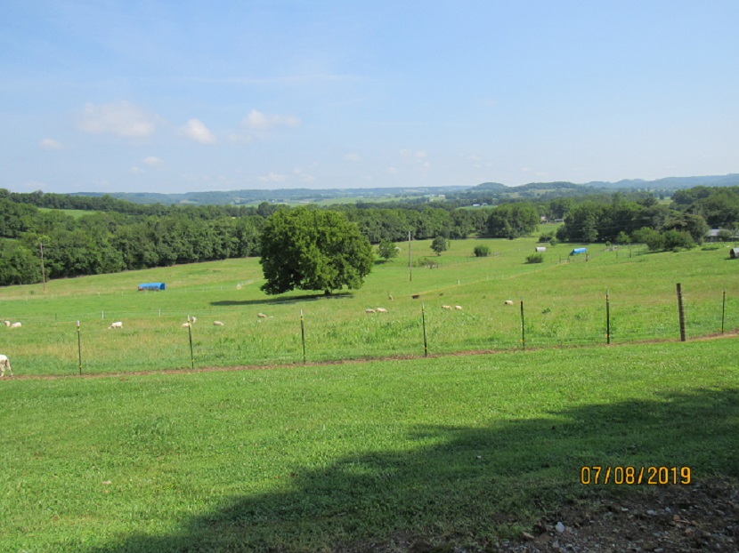 Pasture3 8 July 2019.JPG