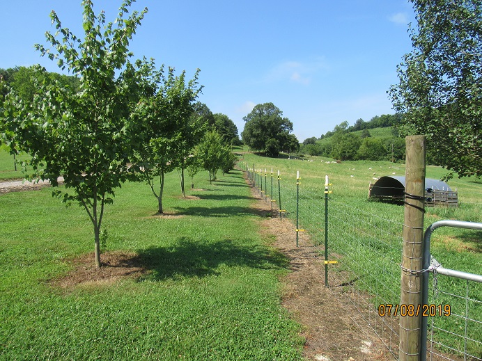 Pasture4 8 July 2019.JPG